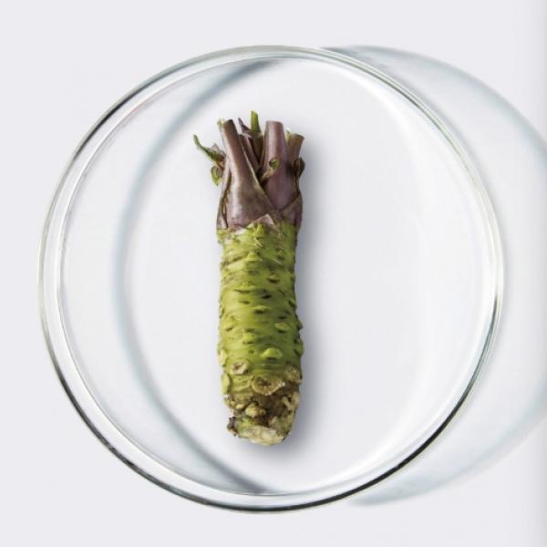 飛鳥時代から伝わる滋養源!本わさび由来の希少成分でエイジングケアを♡