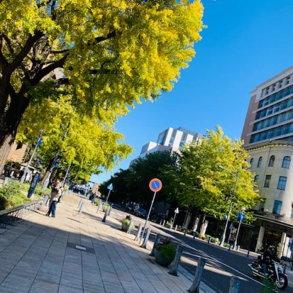 【横浜】日本大通り街路樹の秋♪