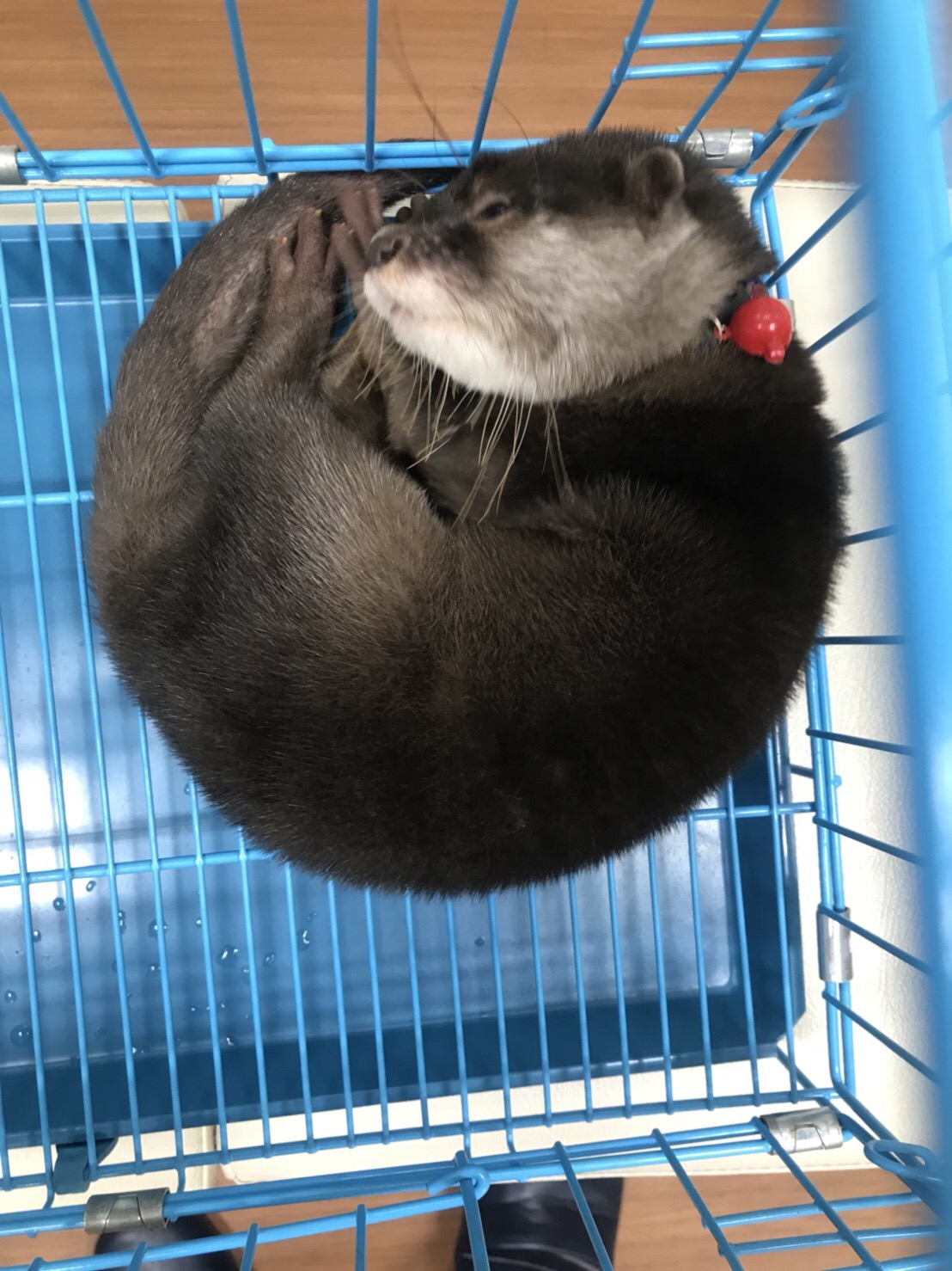 気分転換に!可愛い動物に癒やされよう