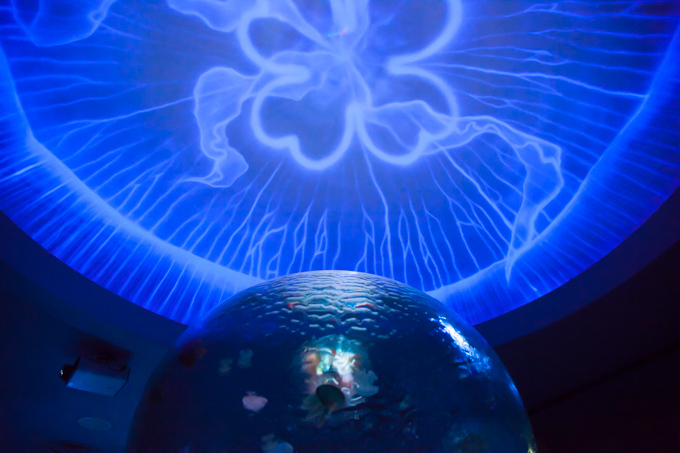 ロマンティックな夜の水族館〜新江ノ島水族館「ナイトワンダーアクアリウム」