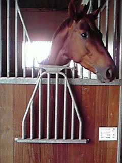 競馬がアツイ！UMAJOスポット☆