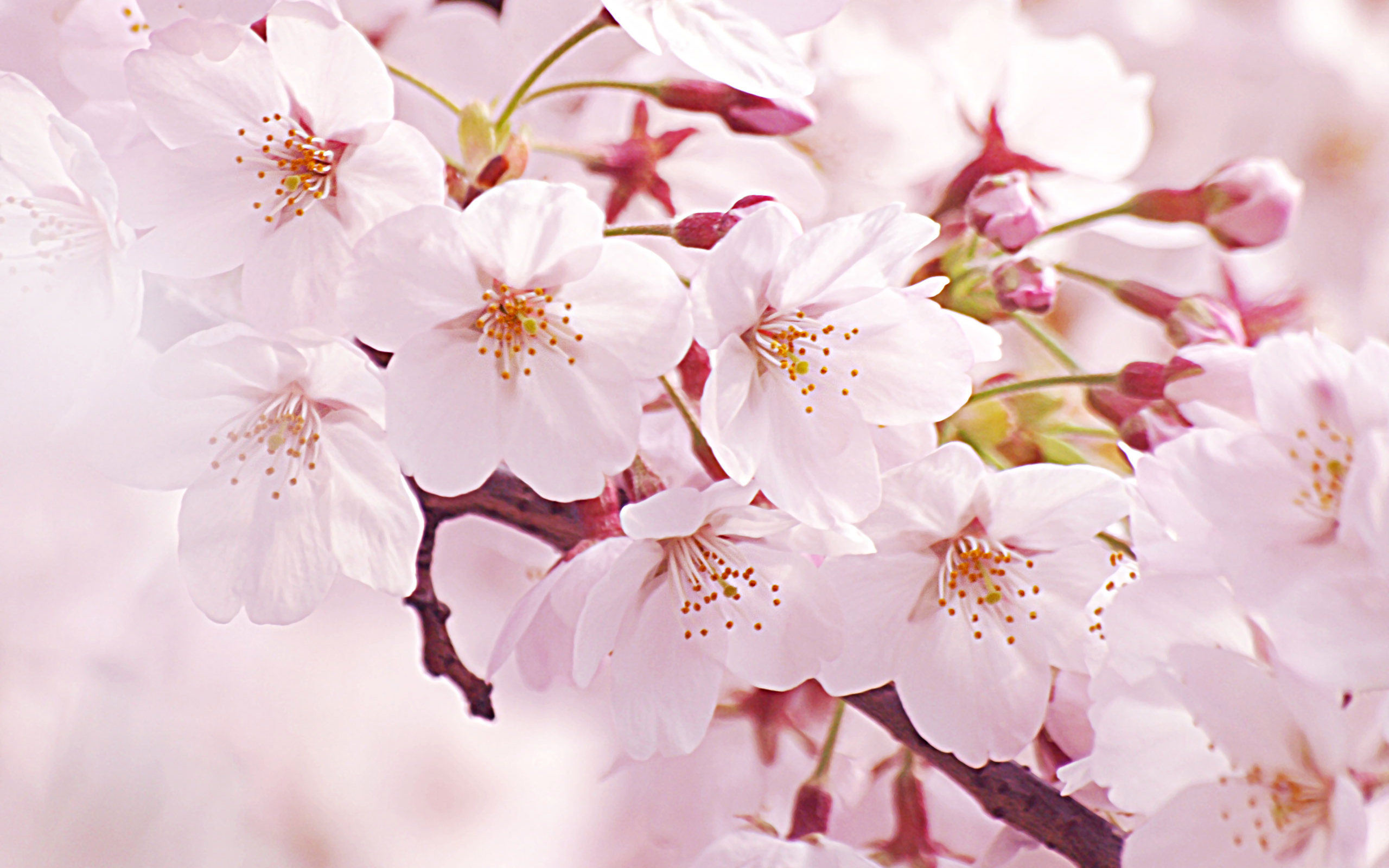 春のお花見準備☆彡