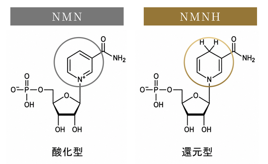 NMNの「還元型」NMNH配合サプリ、日本橋三越で先行販売へ