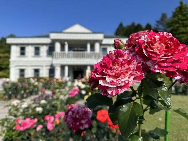 箱根・芦ノ湖畔でバラをお持ち帰り。180鉢限定の即売会が6月開催