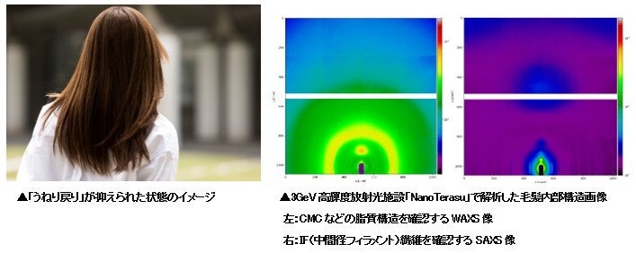 うねり戻りは日光が原因だった？毛髪内部構造の新研究