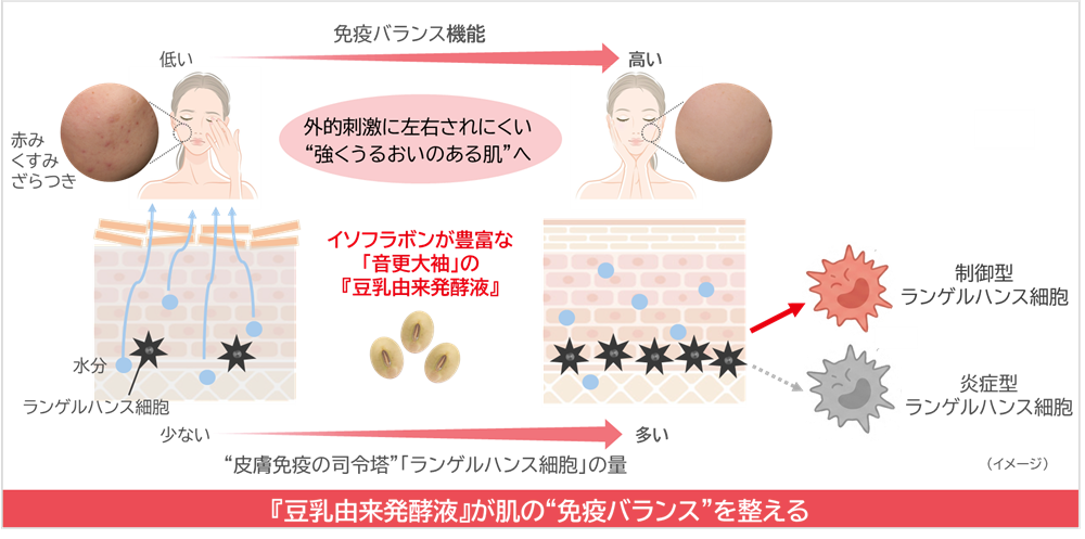 大豆イソフラボンが肌の免疫バランスを整える？北海道産大豆の新研究に注目