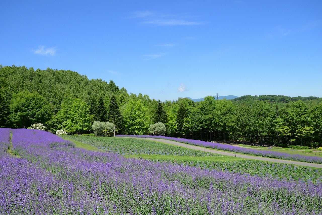 北海道の夏を全身で感じに。滝野公園、花と川と涼イベントへ