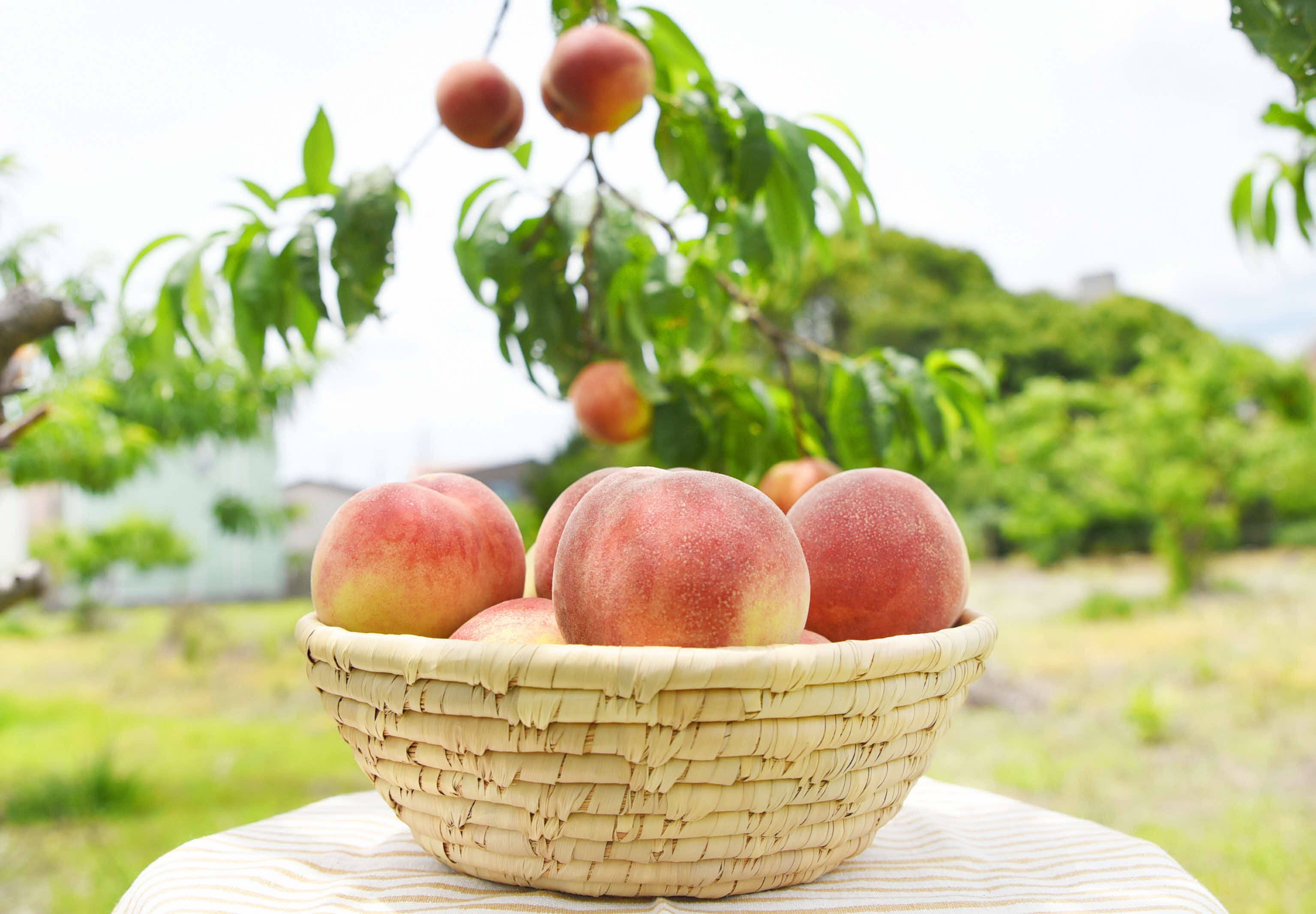 桃より早い夏の香り、川西「早生桃」即売会が6月22日開催