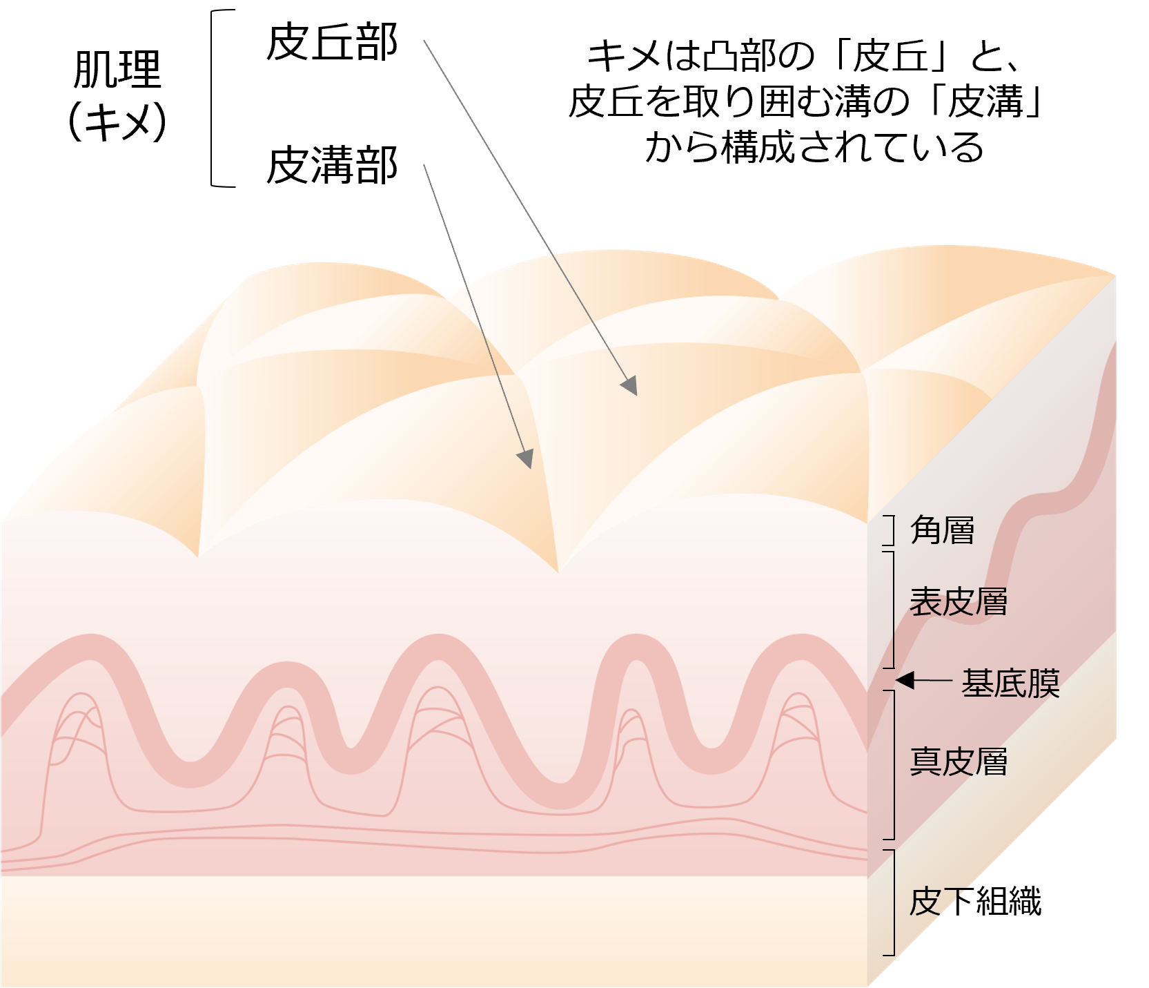 キメは肌の深部でつくられる——基底膜の凹凸とキメの関係を科学が解き明かす