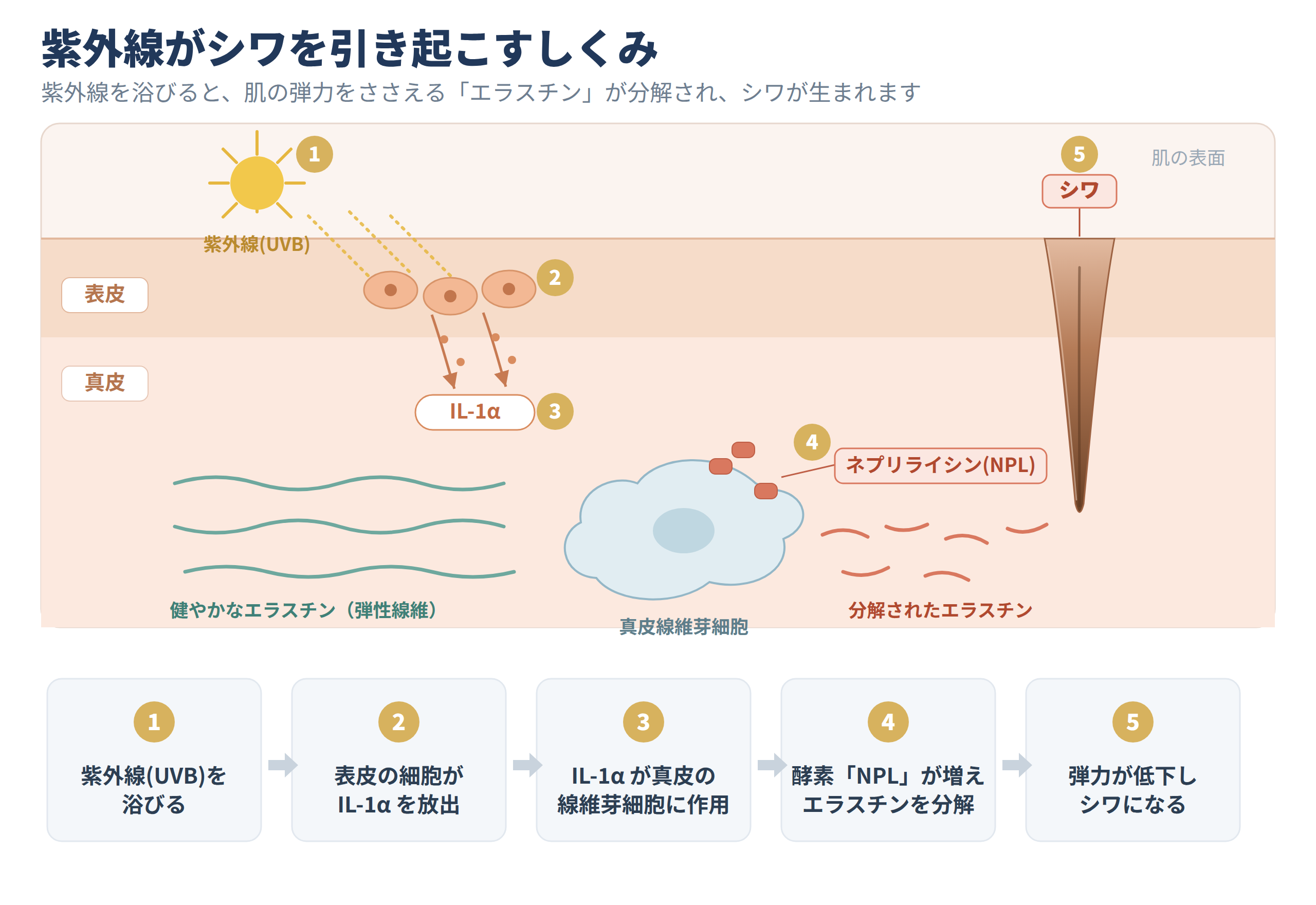 みかん由来成分がシワ酵素の増加を抑える？学会で優秀演題賞を受賞した注目研究