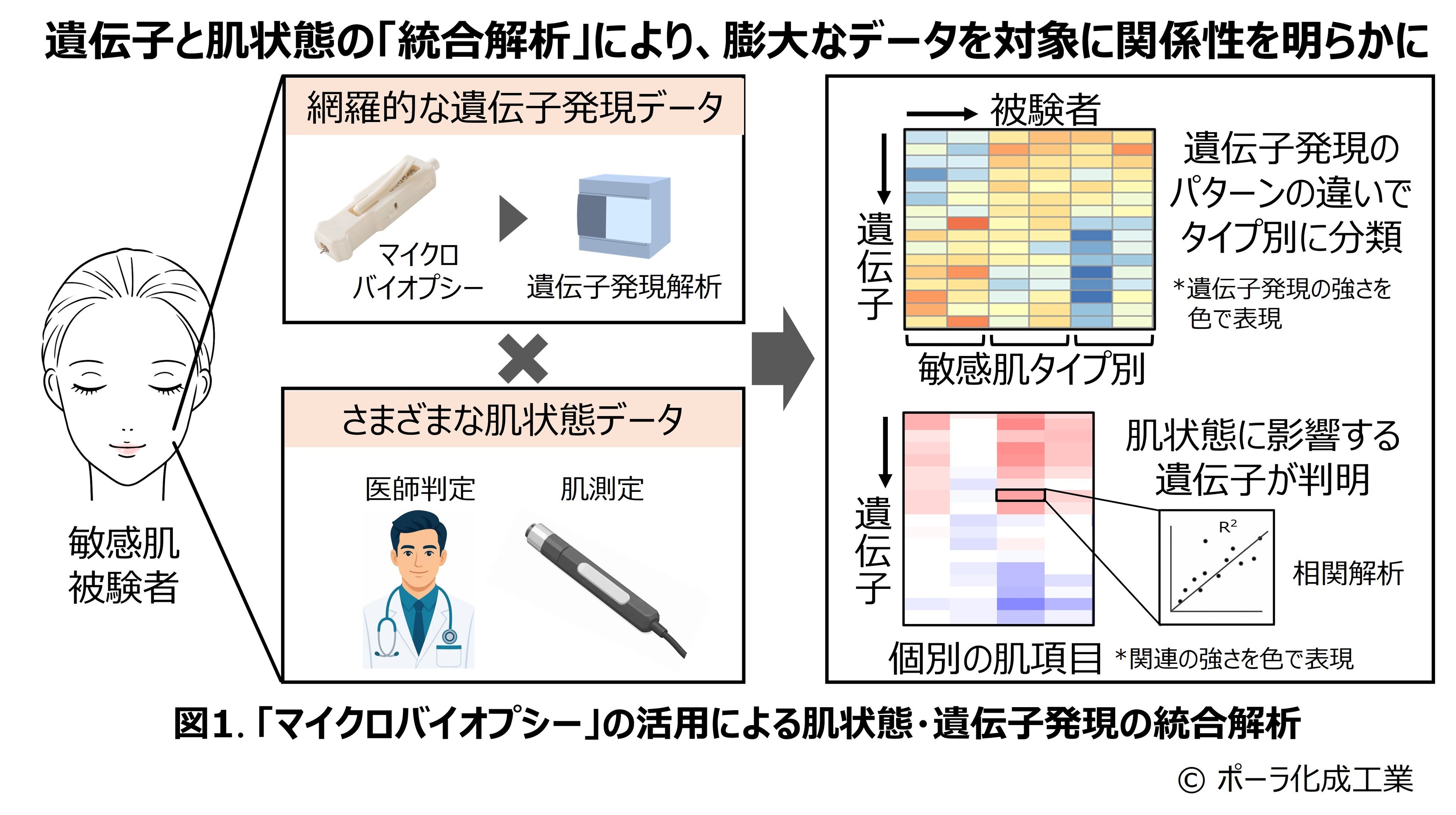 敏感肌は6つのタイプに分かれていた。肌内部の遺伝子発現から見えてきた個人差