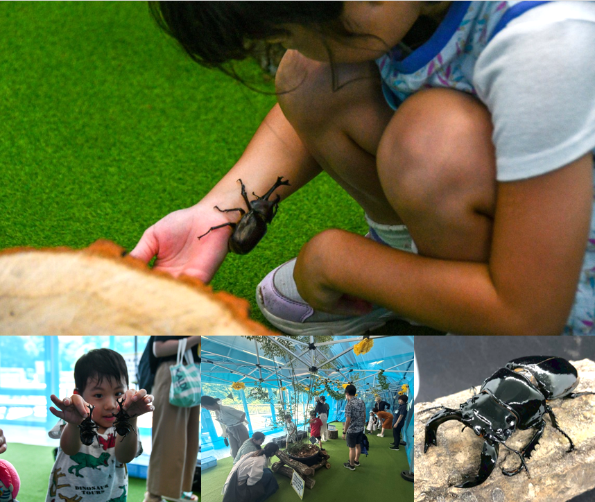 国営ひたち海浜公園の「カブトムシハウス」で夏休みを満喫しよう